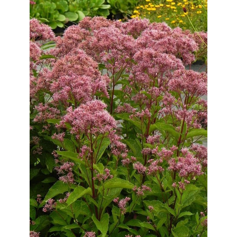sadziec dęty (Eupatorium dubium) Baby Joe®- Świat bylin - sklep internetowy