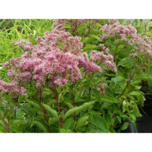sadziec dęty (Eupatorium dubium) Baby Joe®- Świat bylin - sklep internetowy