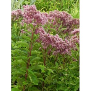 sadziec dęty (Eupatorium dubium) Baby Joe®- Świat bylin - sklep internetowy