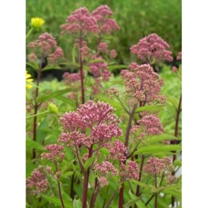 sadziec dęty (Eupatorium dubium) Baby Joe®- Świat bylin - sklep internetowy