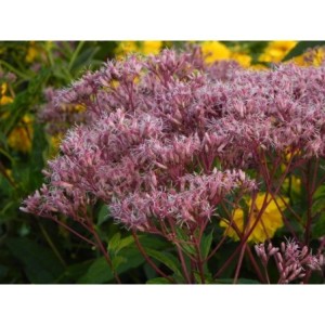 sadziec dęty (Eupatorium dubium) Baby Joe®- Świat bylin - sklep internetowy