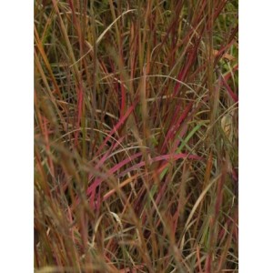 palczatka miotlasta (Andropogon scoparius) Prairie Blues- Świat bylin - sklep internetowy