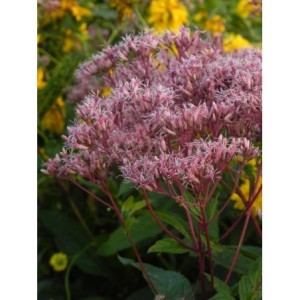 sadziec dęty (Eupatorium dubium) Baby Joe®- Świat bylin - sklep internetowy