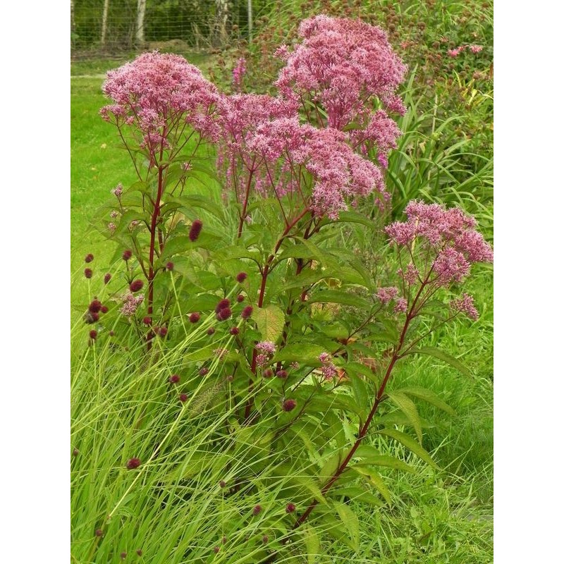sadziec plamisty (Eupatorium maculatum) Atropurpureum- Świat bylin - sklep internetowy
