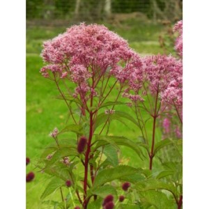 sadziec plamisty (Eupatorium maculatum) Atropurpureum- Świat bylin - sklep internetowy