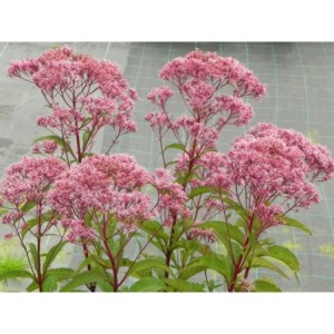 sadziec plamisty (Eupatorium maculatum) Atropurpureum- Świat bylin - sklep internetowy