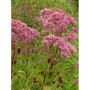 sadziec plamisty (Eupatorium maculatum) Atropurpureum- Świat bylin - sklep internetowy