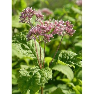 sadziec plamisty (Eupatorium maculatum) Atropurpureum- Świat bylin - sklep internetowy