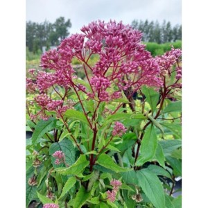 sadziec plamisty (Eupatorium maculatum) Riesenschirm- Świat bylin - sklep internetowy