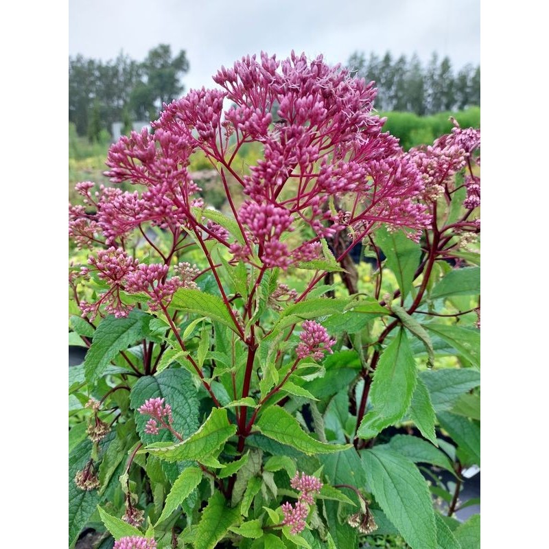 sadziec plamisty (Eupatorium maculatum) Riesenschirm- Świat bylin - sklep internetowy