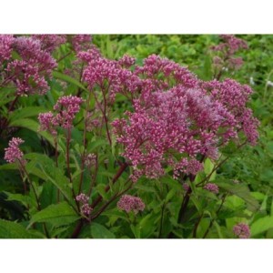 sadziec plamisty (Eupatorium maculatum) Riesenschirm- Świat bylin - sklep internetowy
