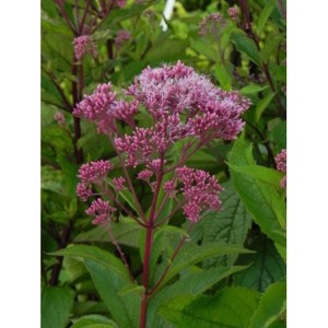 sadziec plamisty (Eupatorium maculatum) Riesenschirm- Świat bylin - sklep internetowy