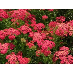 krwawnik pospolity (Achillea millefolium) Paprica- Świat bylin - sklep internetowy
