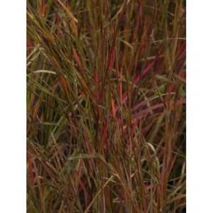 palczatka miotlasta (Andropogon scoparius) Prairie Blues- Świat bylin - sklep internetowy