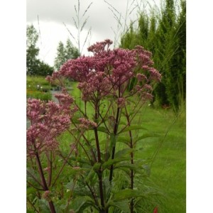 sadziec plamisty (Eupatorium maculatum) Riesenschirm- Świat bylin - sklep internetowy