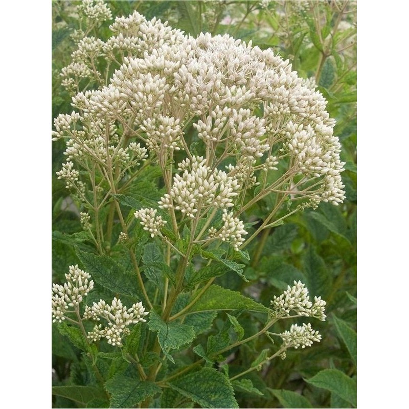 sadziec plamisty (Eupatorium maculatum) Snowball- Świat bylin - sklep internetowy