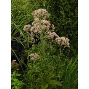 sadziec purpurowy (Eupatorium purpureum) - Świat bylin - sklep internetowy