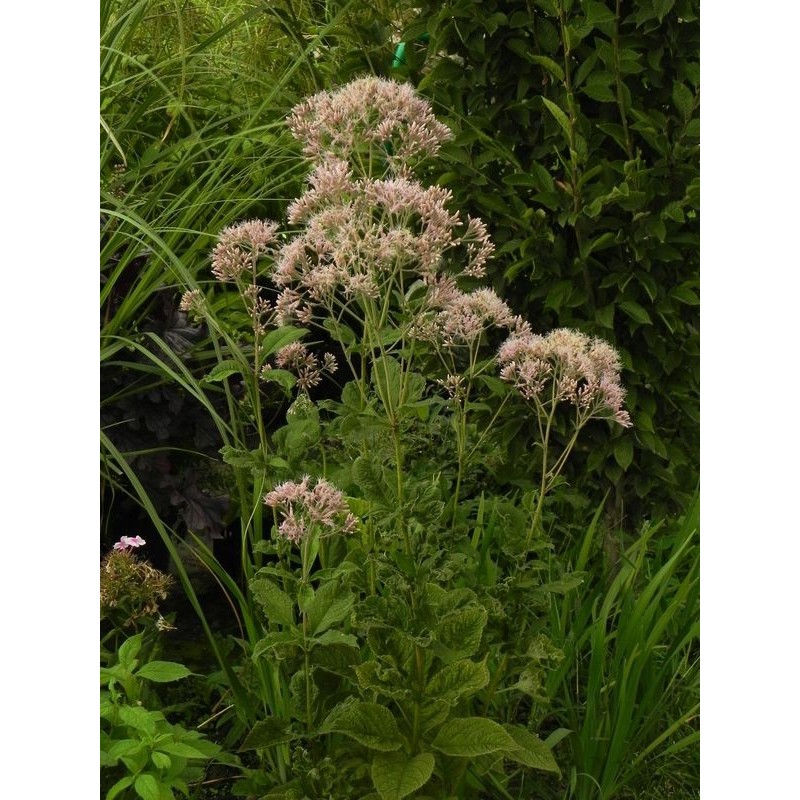 sadziec purpurowy (Eupatorium purpureum) - Świat bylin - sklep internetowy