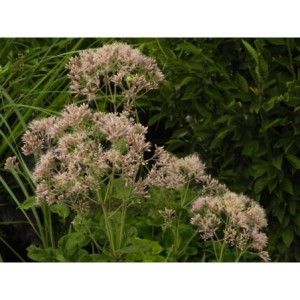 sadziec purpurowy (Eupatorium purpureum) - Świat bylin - sklep internetowy