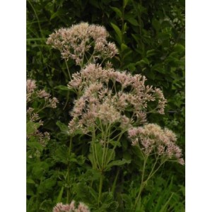 sadziec purpurowy (Eupatorium purpureum) - Świat bylin - sklep internetowy