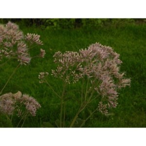 sadziec purpurowy (Eupatorium purpureum) - Świat bylin - sklep internetowy