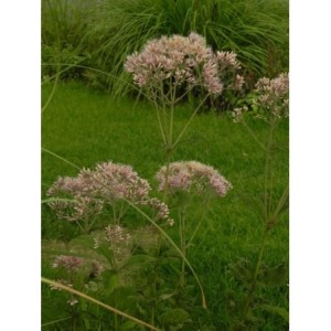 sadziec purpurowy (Eupatorium purpureum) - Świat bylin - sklep internetowy