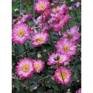 zawilec japoński (Anemone hupehensis) Margarete- Świat bylin - sklep internetowy