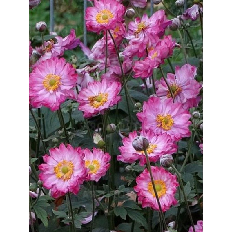 zawilec japoński (Anemone hupehensis) Margarete- Świat bylin - sklep internetowy