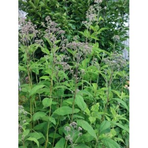 sadziec purpurowy (Eupatorium purpureum) - Świat bylin - sklep internetowy