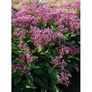 sadziec purpurowy (Eupatorium purpureum) Ruby- Świat bylin - sklep internetowy