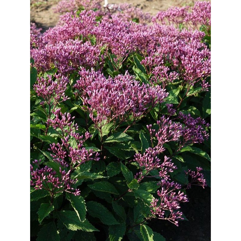 sadziec purpurowy (Eupatorium purpureum) Ruby- Świat bylin - sklep internetowy