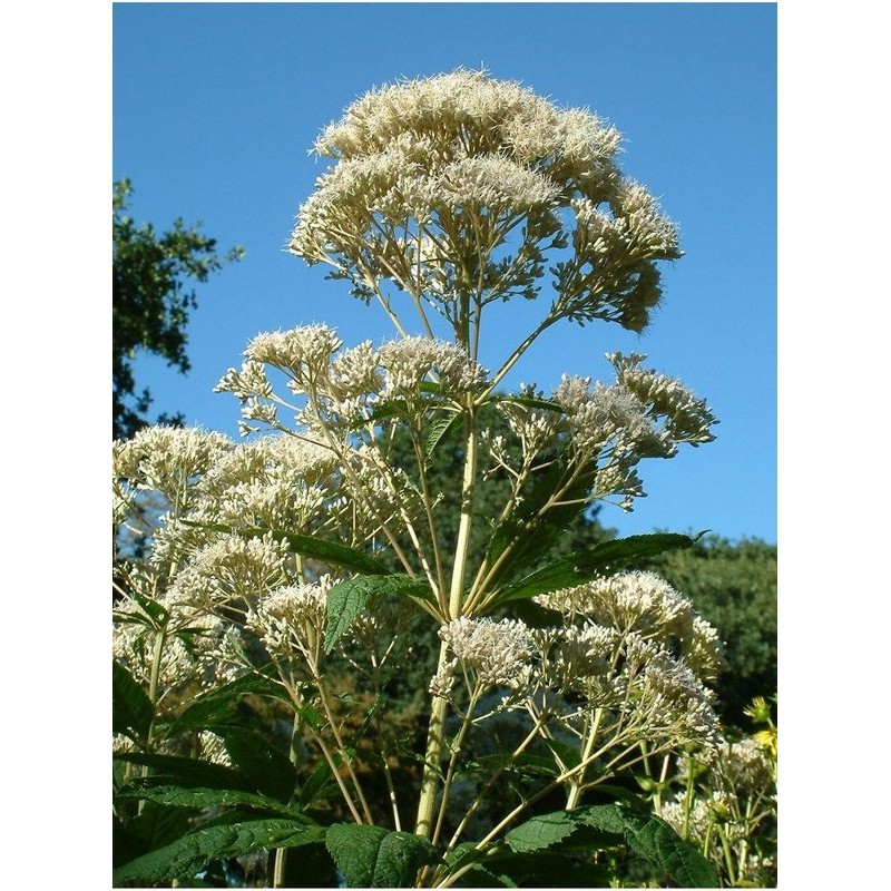 sadziec purpurowy (Eupatorium purpureum var. angustifolium) Ivory Towers- Świat bylin - sklep internetowy