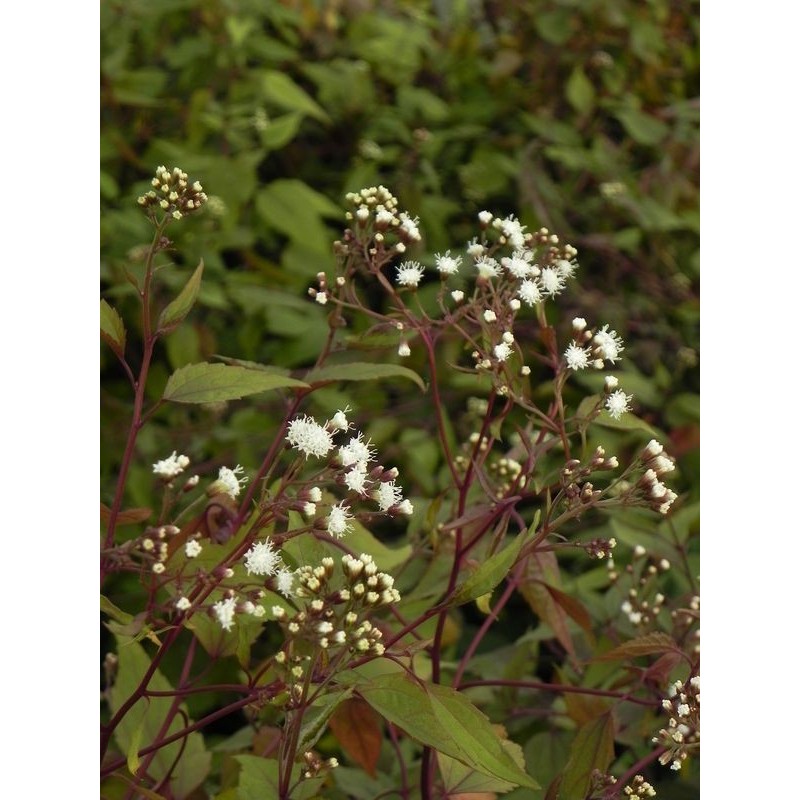 sadziec pomarszczony (Eupatorium rugosum) Chocolate- Świat bylin - sklep internetowy