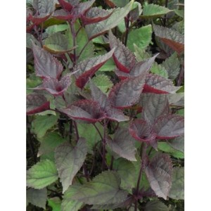 sadziec pomarszczony (Eupatorium rugosum) Chocolate- Świat bylin - sklep internetowy