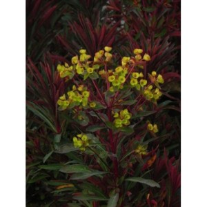 wilczomlecz migdałolistny (Euphorbia amygdaloides) Miners Merlot- Świat bylin - sklep internetowy