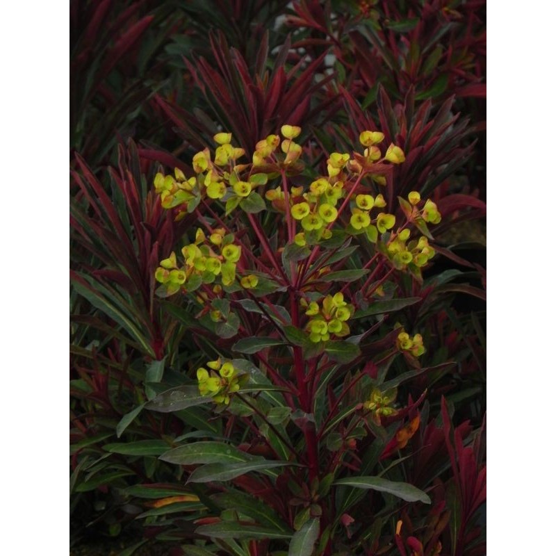 wilczomlecz migdałolistny (Euphorbia amygdaloides) Miners Merlot- Świat bylin - sklep internetowy