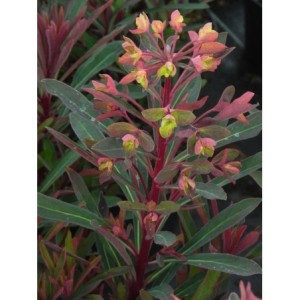 wilczomlecz migdałolistny (Euphorbia amygdaloides) Miners Merlot- Świat bylin - sklep internetowy