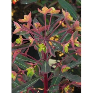 wilczomlecz migdałolistny (Euphorbia amygdaloides) Miners Merlot- Świat bylin - sklep internetowy