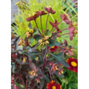 wilczomlecz migdałolistny (Euphorbia amygdaloides) Miners Merlot- Świat bylin - sklep internetowy