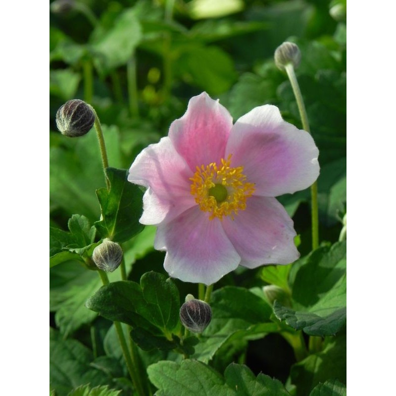 zawilec japoński (Anemone hupehensis) September Charm- Świat bylin - sklep internetowy