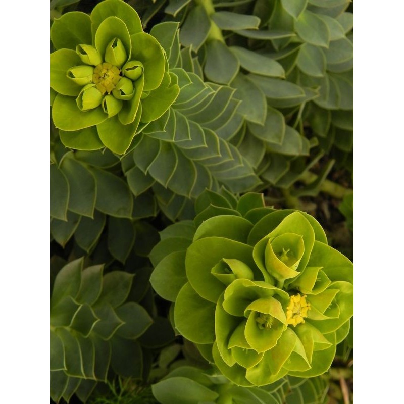 wilczomlecz mirtowaty (Euphorbia myrsinites) - Świat bylin - sklep internetowy