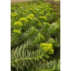 wilczomlecz mirtowaty (Euphorbia myrsinites) - Świat bylin - sklep internetowy