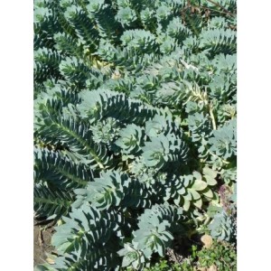 wilczomlecz mirtowaty (Euphorbia myrsinites) - Świat bylin - sklep internetowy
