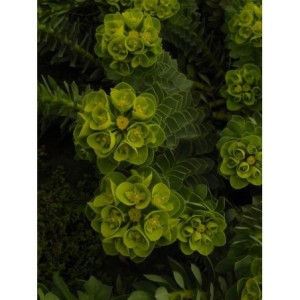 wilczomlecz mirtowaty (Euphorbia myrsinites) - Świat bylin - sklep internetowy