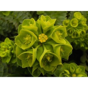 wilczomlecz mirtowaty (Euphorbia myrsinites) - Świat bylin - sklep internetowy
