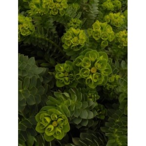 wilczomlecz mirtowaty (Euphorbia myrsinites) - Świat bylin - sklep internetowy