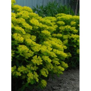 wilczomlecz pstry (Euphorbia polychroma) - Świat bylin - sklep internetowy