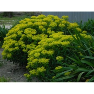 wilczomlecz pstry (Euphorbia polychroma) - Świat bylin - sklep internetowy