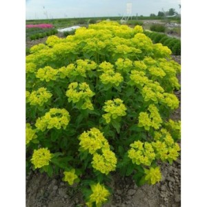 wilczomlecz pstry (Euphorbia polychroma) - Świat bylin - sklep internetowy