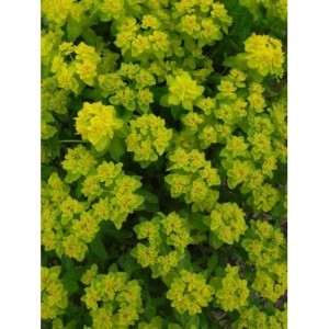 wilczomlecz pstry (Euphorbia polychroma) - Świat bylin - sklep internetowy